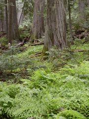 Adiantum aleuticum aleuticum