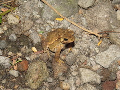 Ingerophrynus biporcatus