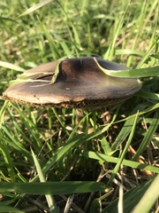 Volvopluteus gloiocephalus