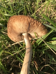 Volvopluteus gloiocephalus