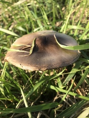 Volvopluteus gloiocephalus