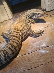 Varanus exanthematicus
