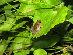 Microhyla palmipes