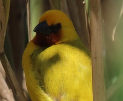 Ploceus xanthopterus marleyi