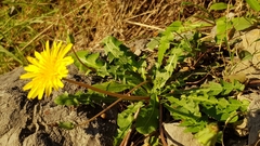Taraxacum hybernum
