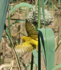 Ploceus xanthopterus marleyi