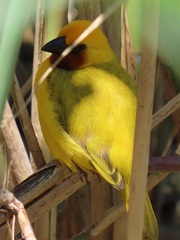 Ploceus xanthopterus marleyi