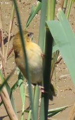 Ploceus xanthopterus marleyi