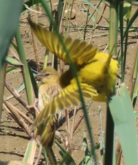 Ploceus xanthopterus marleyi