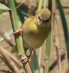 Ploceus xanthopterus marleyi