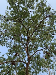 Magonia pubescens