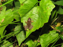 Microhyla palmipes