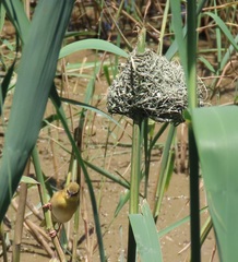 Ploceus xanthopterus marleyi