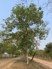 Magonia pubescens