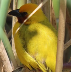 Ploceus xanthopterus marleyi
