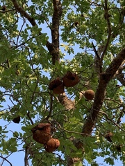 Magonia pubescens