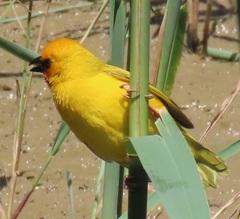 Ploceus xanthopterus marleyi