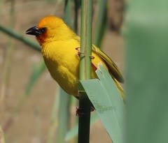 Ploceus xanthopterus marleyi