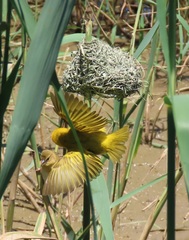 Ploceus xanthopterus marleyi