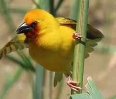 Ploceus xanthopterus marleyi