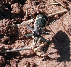 Cicindela schauppii