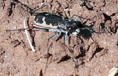 Cicindela schauppii