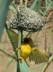 Ploceus xanthopterus marleyi