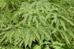 Adiantum aleuticum aleuticum