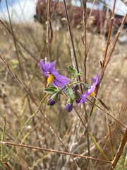 Solanum umbelliferum