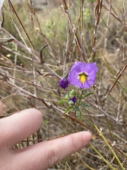 Solanum umbelliferum