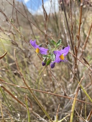 Solanum umbelliferum