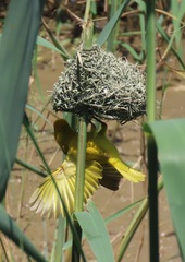 Ploceus xanthopterus marleyi
