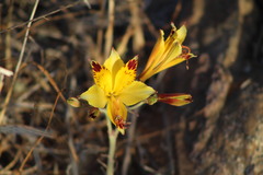 Alstroemeria werdermannii flavicans