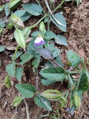Torenia asiatica