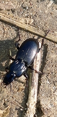Pterostichus melas