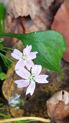 Claytonia sibirica