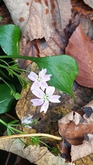 Claytonia sibirica