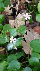 Claytonia sibirica