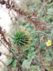 Geum japonicum