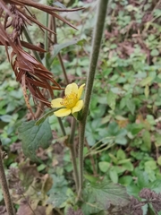 Geum japonicum