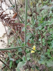 Geum japonicum