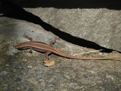 Teira dugesii dugesii
