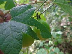 Passiflora exsudans