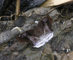 Odontoptilum angulata