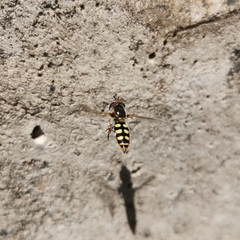 Austroscaeva occidentalis