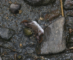 Odontoptilum angulata