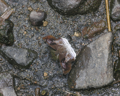 Odontoptilum angulata