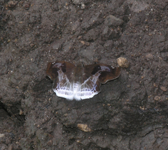 Odontoptilum angulata