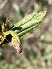 Ceanothus velutinus