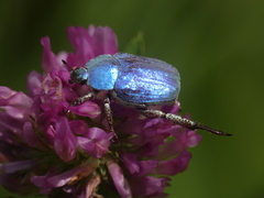 Hoplia coerulea